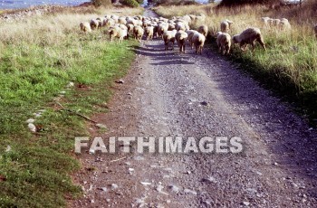 appian, way, road, highway, transportation, Roman, rome, italy, commerce, culture, antiquity, archaeology, sheep, Ruin, ways, roads, highways, transportations, Romans, cultures, ruins