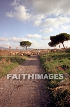 appian, way, road, highway, transportation, Roman, rome, italy, commerce, culture, antiquity, archaeology, sheep, Ruin, ways, roads, highways, transportations, Romans, cultures, ruins