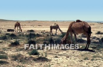 Camel, mammal, outside, grass, grassland, plain, outdoors, wildlife, herd, captive, desert, front, mammal, brown, Cud-chewing, vertebrate, tall, animal, camels, mammals, outsides, grasses, grasslands, plains, herds, captives