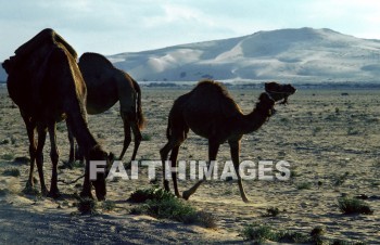 Camel, mammal, outside, grass, grassland, plain, outdoors, wildlife, herd, captive, desert, front, mammal, brown, Cud-chewing, vertebrate, tall, animal, camels, mammals, outsides, grasses, grasslands, plains, herds, captives