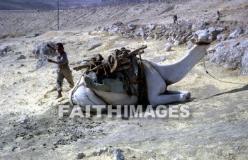 Camel, man, mammal, outside, grass, grassland, plain, outdoors, wildlife, herd, captive, desert, front, mammal, brown, Cud-chewing, vertebrate, tall, animal, camels, men, mammals, outsides, grasses, grasslands, plains