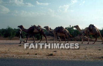 Camel, mammal, outside, grass, grassland, plain, outdoors, wildlife, herd, captive, desert, front, mammal, brown, Cud-chewing, vertebrate, tall, animal, camels, mammals, outsides, grasses, grasslands, plains, herds, captives