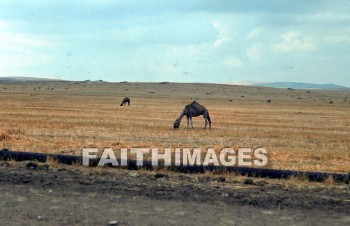 Camel, mammal, outside, grass, grassland, plain, outdoors, wildlife, herd, captive, desert, front, mammal, brown, Cud-chewing, vertebrate, tall, animal, camels, mammals, outsides, grasses, grasslands, plains, herds, captives