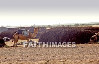 Camel, mammal, outside, grass, grassland, plain, outdoors, wildlife, herd, captive, desert, front, mammal, brown, Cud-chewing, vertebrate, tall, Beersheba, hay, feed, building, animal, camels, mammals, outsides, grasses