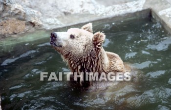 bear, Syrian, water, mammal, outside, outdoors, wildlife, herd, animal, animal, bears, waters, mammals, outsides, herds, animals