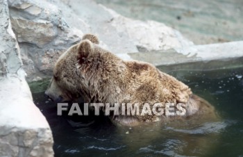 bear, Syrian, water, mammal, outside, outdoors, wildlife, herd, animal, animal, bears, waters, mammals, outsides, herds, animals