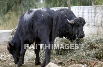 ox, fence, hay, feed, mammal, outside, outdoors, wildlife, herd, animal, animal, oxen, fences, hays, feeds, mammals, outsides, herds, animals
