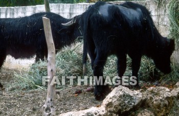 ox, fence, hay, feed, mammal, outside, outdoors, wildlife, herd, animal, animal, oxen, fences, hays, feeds, mammals, outsides, herds, animals