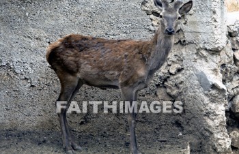 deer, mammal, outside, outdoors, wildlife, herd, animal, animal, mammals, outsides, herds, animals