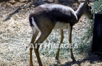 Gazelle, mammal, outside, plain, outdoors, wildlife, herd, animal, animal, gazelles, mammals, outsides, plains, herds, animals