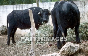 ox, animal, feed, hay, post, fence, mammal, outside, outdoors, wildlife, herd, animal, oxen, animals, feeds, hays, posts, fences, mammals, outsides, herds