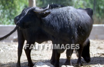 ox, ox, mammal, outside, plain, outdoors, wildlife, herd, animal, animal, oxen, mammals, outsides, plains, herds, animals
