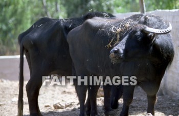 ox, ox, mammal, outside, outdoors, wildlife, herd, animal, animal, oxen, mammals, outsides, herds, animals