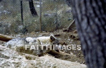 Wolf, animal, tree, fence, mammal, outside, outdoors, wildlife, animal, Wolves, animals, trees, fences, mammals, outsides