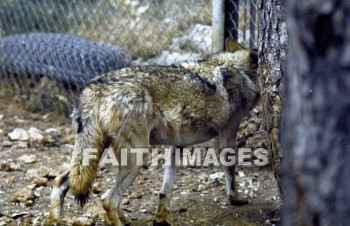 Wolf, animal, fence, mammal, outside, outdoors, wildlife, animal, Wolves, animals, fences, mammals, outsides