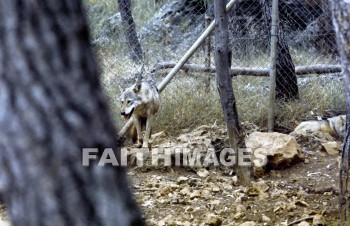 Wolf, animal, fence, tree, mammal, outside, outdoors, wildlife, animal, Wolves, animals, fences, trees, mammals, outsides