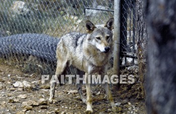 Wolf, mammal, outside, outdoors, wildlife, animal, animal, Wolves, mammals, outsides, animals