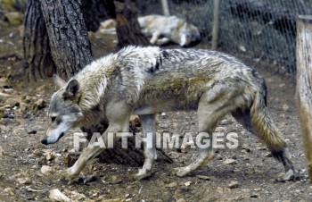 Wolf, mammal, outside, outdoors, wildlife, animal, animal, Wolves, mammals, outsides, animals