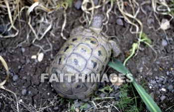 Turtle, reptile, outside, outdoors, wildlife, animal, animal, turtles, reptiles, outsides, animals