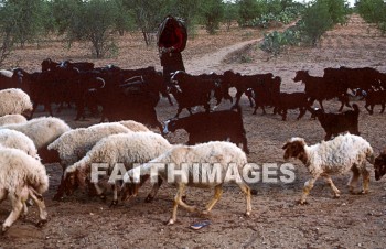 sheep, Shepherd, Goat, animal, man, mammal, outside, outdoors, wildlife, herd, Flock, shepherds, goats, animals, men, mammals, outsides, herds, flocks