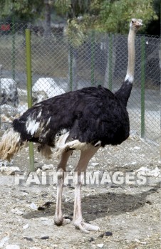 Ostrich, bird, animal, wing, sky, Flock, flying, flight, wildlife, wing, wild, animal, ostriches, birds, animals, wings, skies, flocks, flights