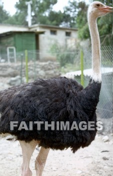 Ostrich, bird, animal, wing, sky, Flock, flying, flight, wildlife, wing, wild, animal, ostriches, birds, animals, wings, skies, flocks, flights