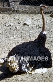 Ostrich, bird, animal, wing, sky, Flock, flying, flight, wildlife, wing, wild, animal, ostriches, birds, animals, wings, skies, flocks, flights