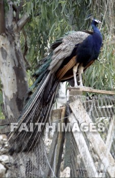 Peacock, bird, animal, wing, sky, Flock, flying, flight, wildlife, wing, wild, feather, beauty, pride, animal, peacocks, birds, animals, wings, skies, flocks, flights, feathers, prides