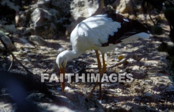 Stork, bird, animal, wing, sky, Flock, flying, flight, wildlife, wing, wild, animal, storks, birds, animals, wings, skies, flocks, flights