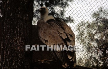 Eagle, bird, animal, wild, Flock, wing, wildlife, flight, flying, Flock, sky, animal, eagles, birds, animals, flocks, wings, flights, skies