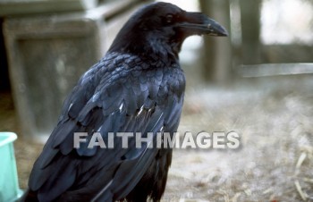 Raven, bird, animal, wing, sky, Flock, flying, flight, wildlife, wing, wild, animal, birds, animals, wings, skies, flocks, flights