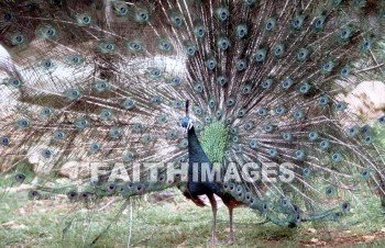 Peacock, bird, animal, wing, sky, Flock, flying, flight, wildlife, wing, wild, feather, beauty, pride, proud, animal, peacocks, birds, animals, wings, skies, flocks, flights, feathers, prides