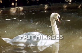 Swan, animal, wild, Flock, wing, wildlife, flight, flying, Flock, bird, sky, bird, swim, water, animal, swans, animals, flocks, wings, flights, birds, skies, waters