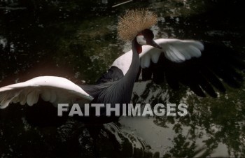 bird, animal, wild, Flock, wing, wildlife, flight, flying, Flock, sky, animal, birds, animals, flocks, wings, flights, skies