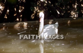 Swan, animal, wild, Flock, wing, wildlife, flight, flying, Flock, bird, sky, bird, water, stream, river, animal, swans, animals, flocks, wings, flights, birds, skies, waters, streams, rivers