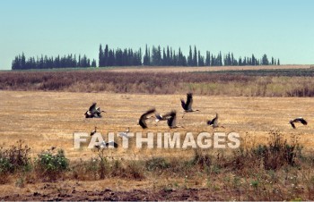 Stork, animal, wild, Flock, wing, wildlife, flight, flying, Flock, bird, sky, bird, animal, storks, animals, flocks, wings, flights, birds, skies