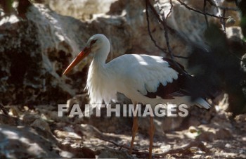 Stork, animal, wild, Flock, wing, wildlife, flight, flying, Flock, bird, sky, bird, animal, storks, animals, flocks, wings, flights, birds, skies