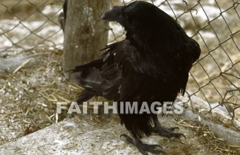 Raven, bird, animal, wild, Flock, wing, wildlife, flight, flying, Flock, sky, animal, birds, animals, flocks, wings, flights, skies