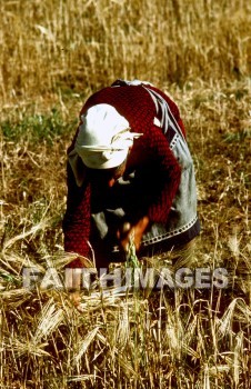 glean, Gleaning, agriculture, Wheat, stubble, harvesting, field, Production, harvested, harvest, reaping, reap, golden, field, people, woman, work, agricultures, stubbles, fields, productions, harvests, peoples, women, works