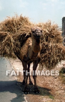 harvest, agriculture, Wheat, stubble, harvesting, field, Production, harvested, reaping, reap, golden, field, Camel, harvests, agricultures, stubbles, fields, productions, camels