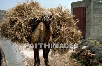 harvest, agriculture, Wheat, stubble, harvesting, field, Camel, Production, harvested, reaping, reap, golden, field, people, harvests, agricultures, stubbles, fields, camels, productions, peoples
