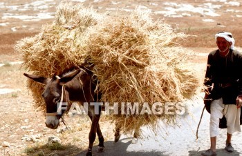 harvest, agriculture, Wheat, stubble, harvesting, field, Production, harvested, reaping, reap, golden, field, people, donkey, harvests, agricultures, stubbles, fields, productions, peoples, Donkeys