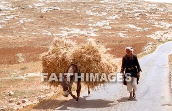 harvest, agriculture, Wheat, stubble, harvesting, field, Production, harvested, reaping, reap, golden, field, people, man, donkey, harvests, agricultures, stubbles, fields, productions, peoples, men, Donkeys