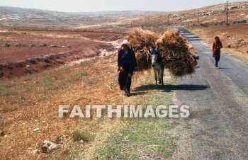 harvest, agriculture, Wheat, stubble, harvesting, field, Production, harvested, reaping, reap, golden, field, people, harvests, agricultures, stubbles, fields, productions, peoples