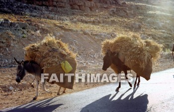harvest, agriculture, Wheat, stubble, harvesting, field, Production, harvested, reaping, reap, golden, field, people, donkey, harvests, agricultures, stubbles, fields, productions, peoples, Donkeys
