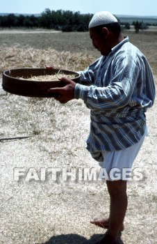 winnowing, pan, man, scoop, wooden, tossed, wind, thrown, blown, sift, sifted, sifting, winnowed, winnow, threshed, grain, agriculture, pans, men, scoops, winds, grains, agricultures
