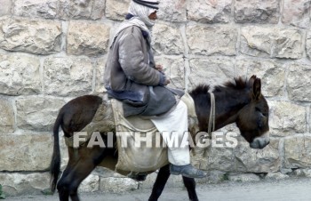 bedouin, man, mammal, livestock, ass, bridle, beast, burden, donkey, saddle, animal, men, mammals, asses, bridles, beasts, burdens, Donkeys, saddles, animals
