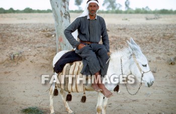 bedouin, man, mammal, livestock, ass, bridle, beast, burden, donkey, saddle, animal, men, mammals, asses, bridles, beasts, burdens, Donkeys, saddles, animals
