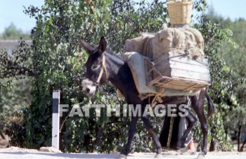 donkey, mammal, livestock, ass, bridle, beast, burden, saddle, animal, Donkeys, mammals, asses, bridles, beasts, burdens, saddles, animals