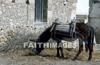 donkey, eating, mammal, livestock, ass, bridle, beast, burden, feeding, animal, Donkeys, mammals, asses, bridles, beasts, burdens, animals